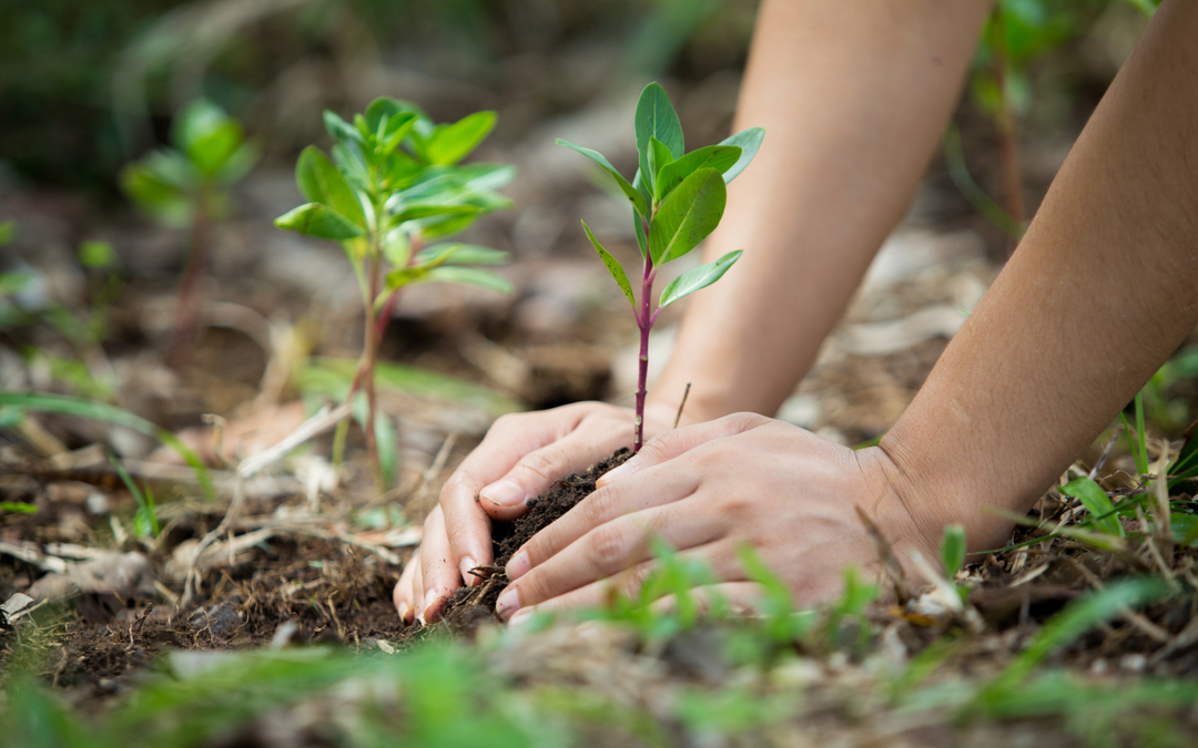 cuidadoambiente cuidar al ambiente